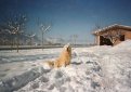 Маремма-абруццкая овчарка (Мареммано-абруццкая овчарка, маремма) / Maremma Sheepdog (Pastore Abruzzese, Cane da Pastore Maremmano-Abruzzese)