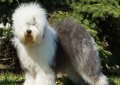 Бобтейл (Староанглийская овчарка) / Bobtail (Old English Sheepdog) Бобтейл (Староанглийская овчарка) / Bobtail (Old English Sheepdog)
