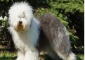 Бобтейл (Староанглийская овчарка) / Bobtail (Old English Sheepdog)