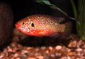 Хромис-красавец / Hemichromis Bimaculatus Хромис-красавец / Hemichromis Bimaculatus
