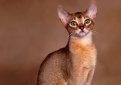 Ориентальная кошка / Oriental Cat Ориентальная кошка / Oriental Cat