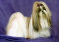 Ши-тцу / Shin Tzu (Chrysanthemum Dog) Ши-тцу / Shin Tzu (Chrysanthemum Dog)