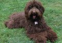 Лабрадудль / Labradoodle