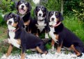 Энтлебухер зенненхунд (Энтлебухер) / Entlebucher Sennenhund (Entlebuch Mountain Dog, Entlebucher)