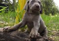 Веймаранер (Веймарская легавая) / Weimarainer (Weimaraner Vorstehhund)