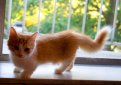 Манчкин / Munchkin Cat