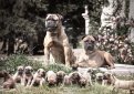 Бульмастиф (Ночная собака егеря) / Bullmastiff