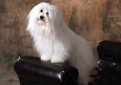 Котон де тулеар / Coton de Tulear Котон де тулеар / Coton de Tulear