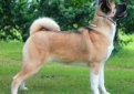 Большая японская собака (Американская акита) / American Akita (Great Japanese Dog)