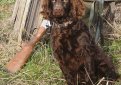 Бойкин-спаниель / Boykin Spaniel