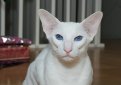 Белая сиамская кошка (Короткошерстный форинвайт) / Siamese White Cat (Foreign White SH)