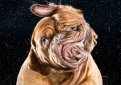 Бордоский дог (Французский мастиф) / French Mastiff (Dogue de Bordeaux, Bordeaux Mastiff, Bordeaux Bulldog)