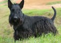 Шотландский терьер (Скотч-терьер, скотти) / Scottish Terrier (Scottie, Aberdeen Terrier)