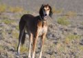 Салюки (Персидская борзая, газелья собака) / Saluki (Persian Greyhound)