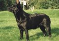 Австралийский келпи / Australian Kelpie