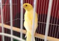 Немецкая певчая канарейка (Гарцский роллер) / German Roller Canary (Harz Roller Canary)