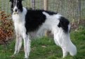 Русская псовая борзая / Borzoi (Russian Wolfhound)