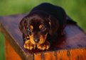Американская черно-подпалая енотовая гончая / Black and Tan Coonhound (American Black and Tan Coonhound)