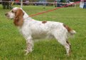 Русский охотничий спаниель / Russian Spaniel Русский охотничий спаниель / Russian Spaniel
