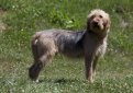 Боснийская грубошерстная гончая (Барак) / Bosanski Barak (Bosnian Coarse-Haired Hound) Боснийская грубошерстная гончая (Барак) / Bosanski Barak (Bosnian Coarse-Haired Hound)
