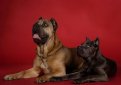 Кане корсо (Итальянская сторожевая собака) / Cane Corso (Sicilian Branchiero)