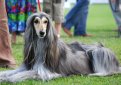 Афганская борзая / Afghan Hound (Ogar Afgan, Eastern Greyhound, Persian Greyhound, Tazi)