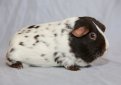 Далматин / Dalmatian Guinea Рig