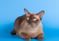 Бурма (Бурманская кошка) / Burmese Cat