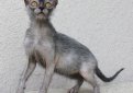 Ликои / Lykoi