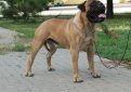 Бульмастиф (Ночная собака егеря) / Bullmastiff