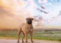 Бульмастиф (Ночная собака егеря) / Bullmastiff