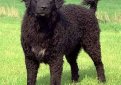 Веттерхун (Голландский водяной спаниель) / Wetterhoun (Otterhoun, Dutch Spaniel)