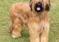 Бриар (Французская овчарка) / Briard (Berger Briard, Berger de Brie)