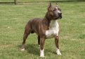 Американский стаффордширский терьер / American Staffordshire Terrier