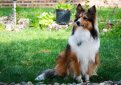 Шелти (Шетландская овчарка) / Shetland Sheepdog (Sheltie)