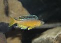 Медовый циприхромис (Мелкочешуйчатый циприхромис) / Cyprichromis Microlepidotus Медовый циприхромис (Мелкочешуйчатый циприхромис) / Cyprichromis Microlepidotus