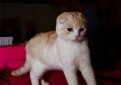 Шотландская вислоухая кошка (Скоттиш-фолд) / Scottish Fold Cat
