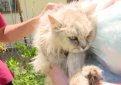 Сбежавшая кошка вернулась домой спустя 14 лет