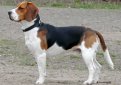 Бигль (Английский бигль) / Beagle (English Beagle)