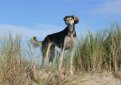 Салюки (Персидская борзая, газелья собака) / Saluki (Persian Greyhound)