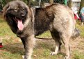 Кавказская овчарка / Caucasian Shepherd (Caucasian Sheepdog)