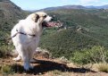 Аиди (Атласская овчарка) / Aidi (Chien de l'Atlas, Atlas Sheepdog, Kabyle Dog) Аиди (Атласская овчарка) / Aidi (Chien de l'Atlas, Atlas Sheepdog, Kabyle Dog)