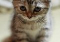 Шотландская вислоухая кошка (Скоттиш-фолд) / Scottish Fold Cat