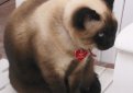 Сиамская кошка (Сиам) / Siamese Cat