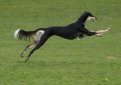 Салюки (Персидская борзая, газелья собака) / Saluki (Persian Greyhound)