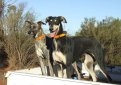 Австралийская борзая (Кенгуровая собака) / Australian Greyhound (Kangaroo Dog)
