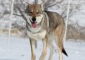 Волчья собака Сарлоса (Сарлос, сарлосская волчья собака) / Saarlooswolfhond (Saarloos Wolfdog)