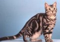 Американская жесткошерстная кошка / American Wirehair Cat