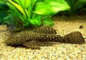 Анцитрус (Простой анцистр, обыкновенный анцитpус) / Ancistrus Dolichopterus (Bristle-Nose Plecostomus)