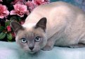 Тонкинез (Тонкинская кошка) / Tonkinese Cat